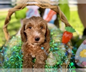 Double Doodle Puppy for sale in FRIENDSWOOD, TX, USA