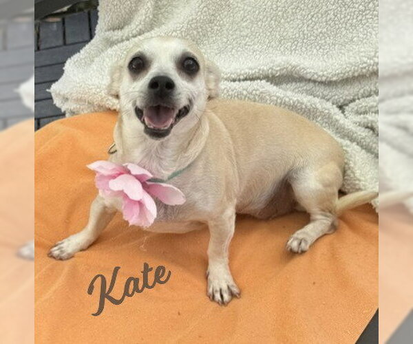 Medium Photo #1 Chihuahua-Unknown Mix Puppy For Sale in HOUSTON, TX, USA