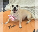 Small Chihuahua Mix