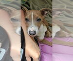 Small #5 Australian Shepherd Mix