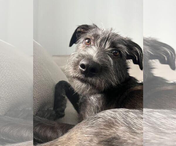 Medium Photo #2 Mutt Puppy For Sale in Royal Palm Beach, FL, USA
