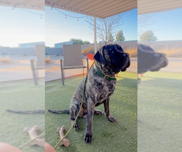 Medium Photo #2 Mastiff Puppy For Sale in Goodyear, AZ, USA