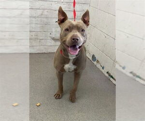 American Pit Bull Terrier-Unknown Mix Dogs for adoption in San Bernardino, CA, USA