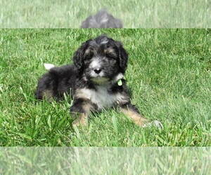 Bernedoodle Puppy for sale in BIG ROCK, IL, USA