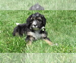 Small Bernedoodle