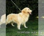 Small Photo #1 Golden Retriever Puppy For Sale in MECHANICSVILLE, MD, USA