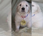 Small #1 Golden Retriever