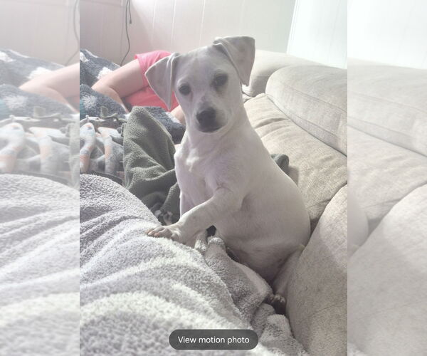 Medium Photo #6 Chihuahua Puppy For Sale in Rosenberg, TX, USA