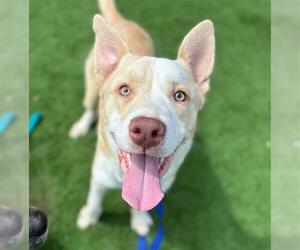 Labrador Retriever-Siberian Husky Mix Dogs for adoption in Grand Prairie, TX, USA