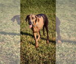 Small Rhodesian Ridgeback Mix