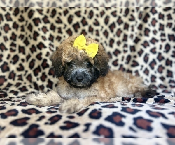 Medium Photo #6 Cavapoo Puppy For Sale in LAKELAND, FL, USA