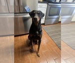 Small Photo #1 Doberman Pinscher Puppy For Sale in CAMPTON, KY, USA