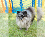 Small Photo #1 Pomsky Puppy For Sale in GREENVILLE, MI, USA