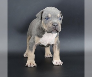American Bully Puppy for sale in CHAMPAIGN, IL, USA