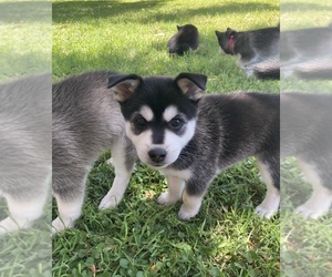 Alaskan Klee Kai Puppy for sale in GLENDALE, AZ, USA