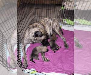 Mastiff Puppy for sale in FAYETTEVILLE, NC, USA