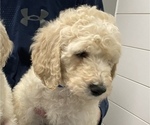Small Photo #2 Double Doodle Puppy For Sale in GREENSBURG, IN, USA