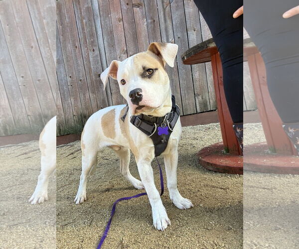 Medium Photo #1 American Pit Bull Terrier Puppy For Sale in Berkeley, CA, USA