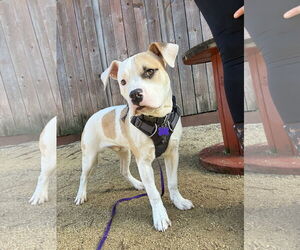 American Pit Bull Terrier Dogs for adoption in Berkeley, CA, USA