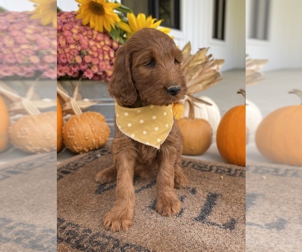 Medium Photo #9 Irish Doodle Puppy For Sale in WOOSTER, OH, USA