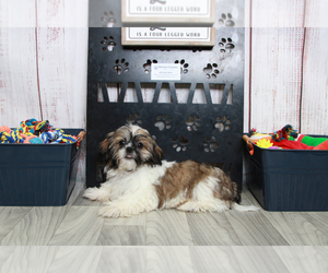 Shih Tzu Puppy for sale in MARIETTA, GA, USA