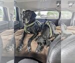 Small Photo #16 Great Dane Puppy For Sale in Bullard, TX, USA