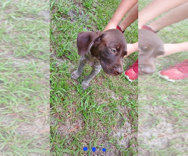 Medium Photo #6 German Shorthaired Pointer Puppy For Sale in FORT WHITE, FL, USA