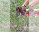 Small Photo #6 German Shorthaired Pointer Puppy For Sale in FORT WHITE, FL, USA