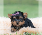 Small Photo #65 Yorkshire Terrier Puppy For Sale in WARSAW, IN, USA