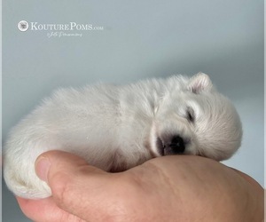 Pomeranian Puppy for sale in CHARLOTTE, NC, USA