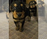 Small Photo #9 Airedale Terrier Puppy For Sale in MOSCOW, ID, USA