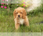 Small #6 Cocker Spaniel