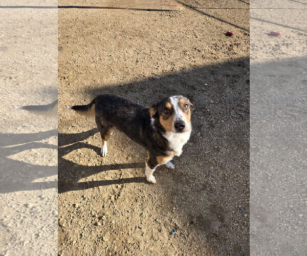 Medium Photo #2 Mutt Puppy For Sale in Maquoketa, IA, USA