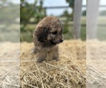 Puppy 5 Labradoodle-Poodle (Miniature) Mix