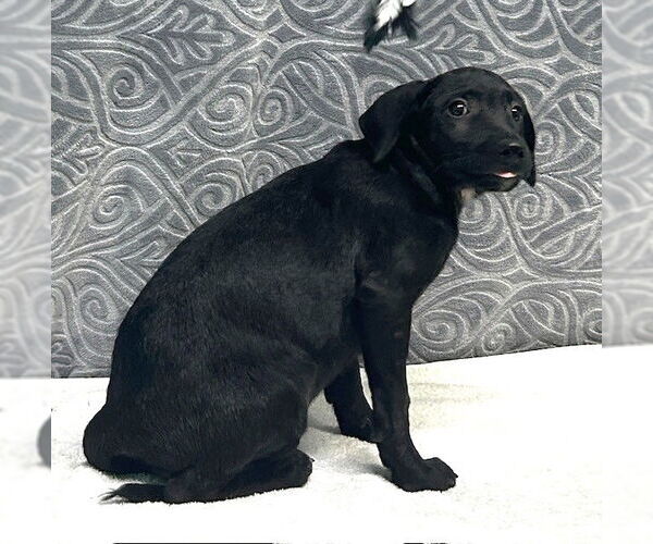 Medium Photo #3 Mutt Puppy For Sale in Wetumpka, AL, USA