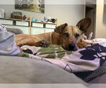 Small #3 Australian Shepherd Mix