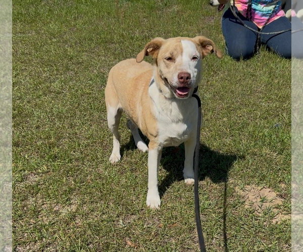 Medium Photo #2 Mutt Puppy For Sale in Rockaway, NJ, USA