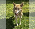 Small #3 Huskies  Mix