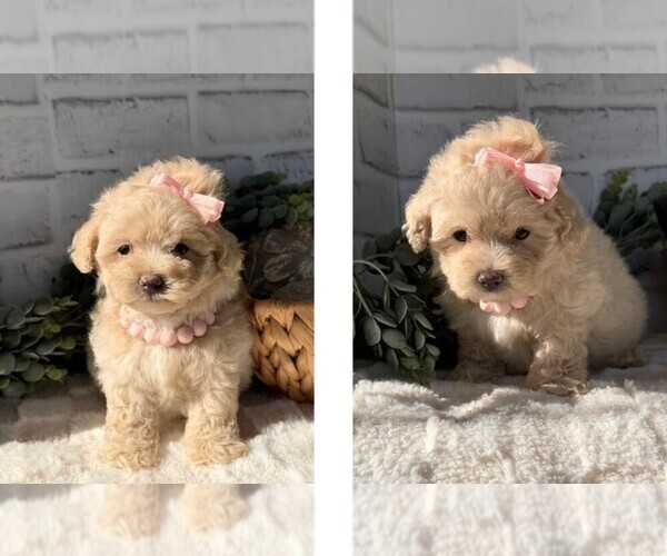 Medium Photo #1 Maltipoo (Toy) Puppy For Sale in PEMBROKE PINES, FL, USA