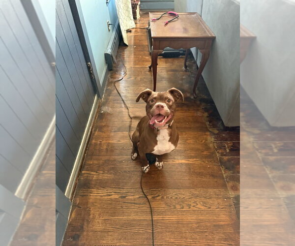 Medium Photo #19 Mutt Puppy For Sale in Boston, MA, USA