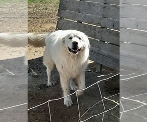 Father of the Great Pyrenees puppies born on 03/10/2020