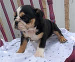 Small #3 English Bulldog