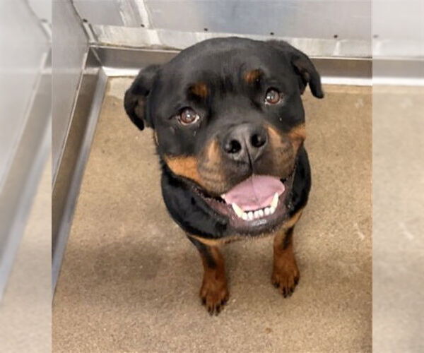 Medium Photo #1 Rottweiler Puppy For Sale in San Bernardino, CA, USA