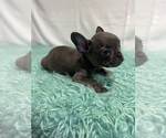 Small Photo #7 French Bulldog Puppy For Sale in CHESAPEAKE, VA, USA