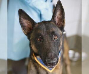 Mutt Dogs for adoption in San Antonio, TX, USA