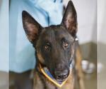 RHODEY - Male Mutt Dog for Adoption - Small photo