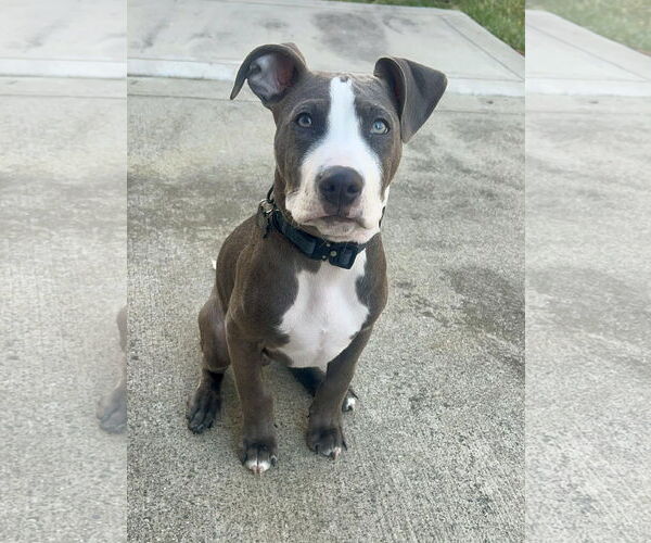 Medium Photo #1 American Staffordshire Terrier-Unknown Mix Puppy For Sale in Holly Springs, NC, USA