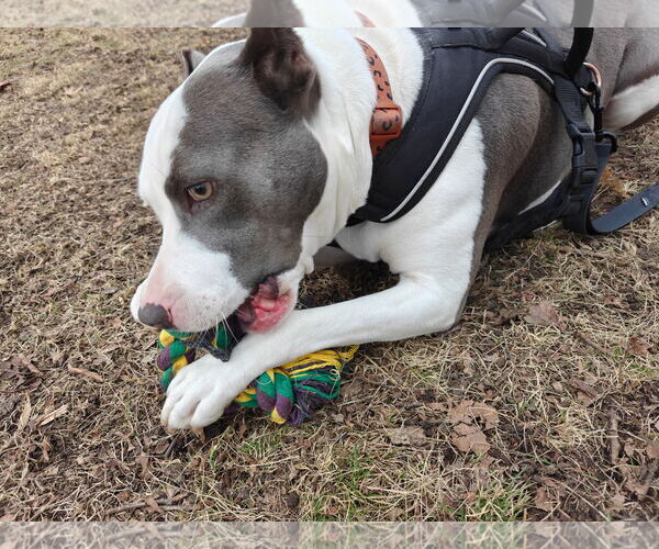 Medium Photo #16 American Pit Bull Terrier-Unknown Mix Puppy For Sale in Germantown, OH, USA