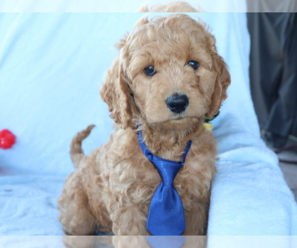Medium Photo #7 Goldendoodle (Miniature) Puppy For Sale in GIRARD, KS, USA