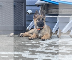 Belgian Malinois Puppy for sale in PARKERSBURG, WV, USA